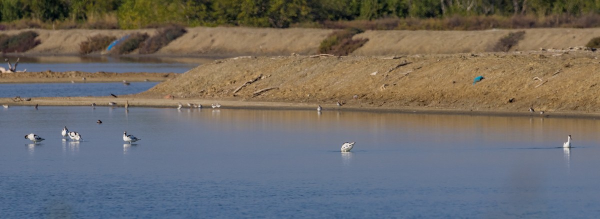 ソリハシセイタカシギ - ML646677980