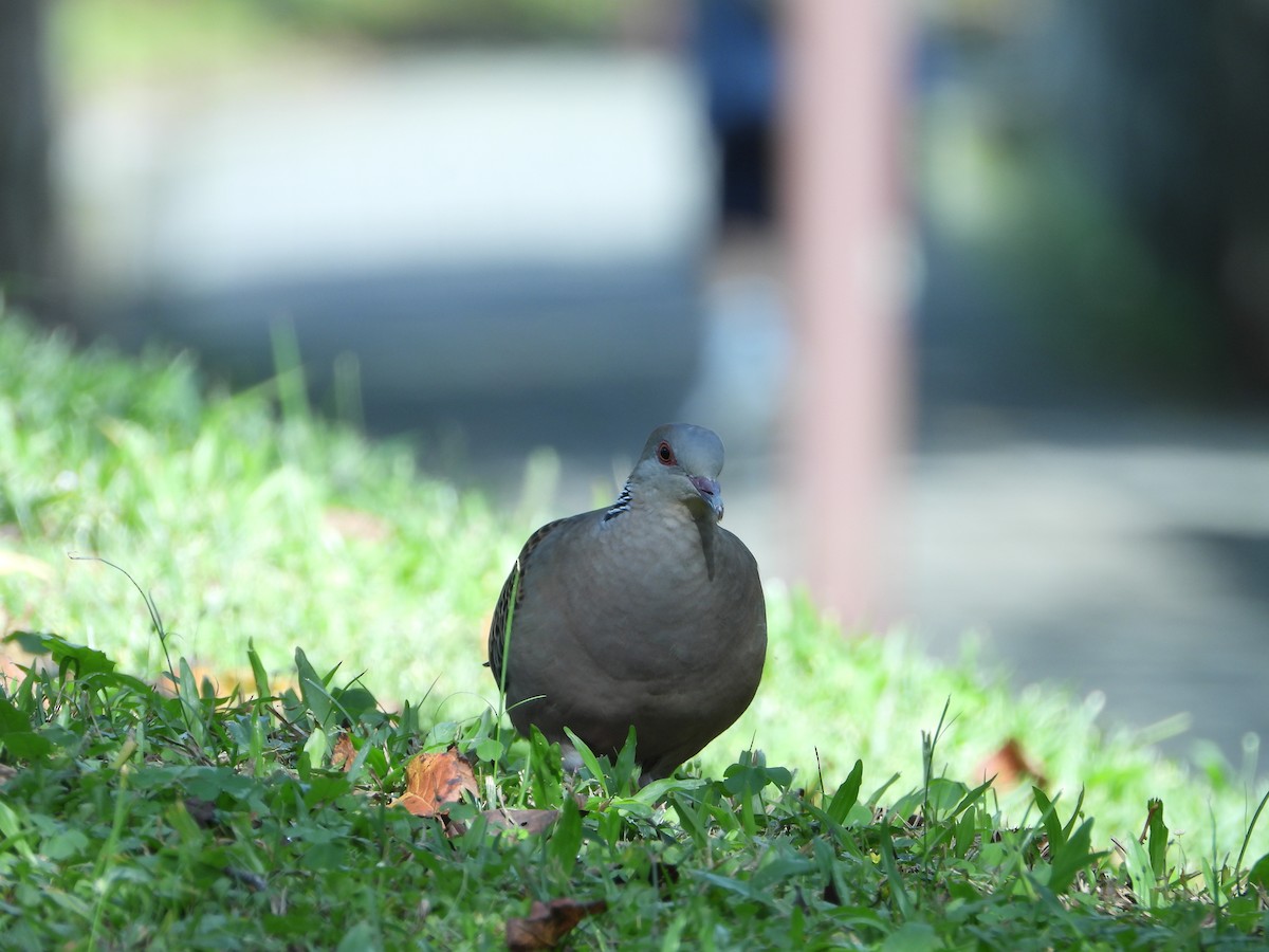 Oriental Turtle-Dove - ML646677985