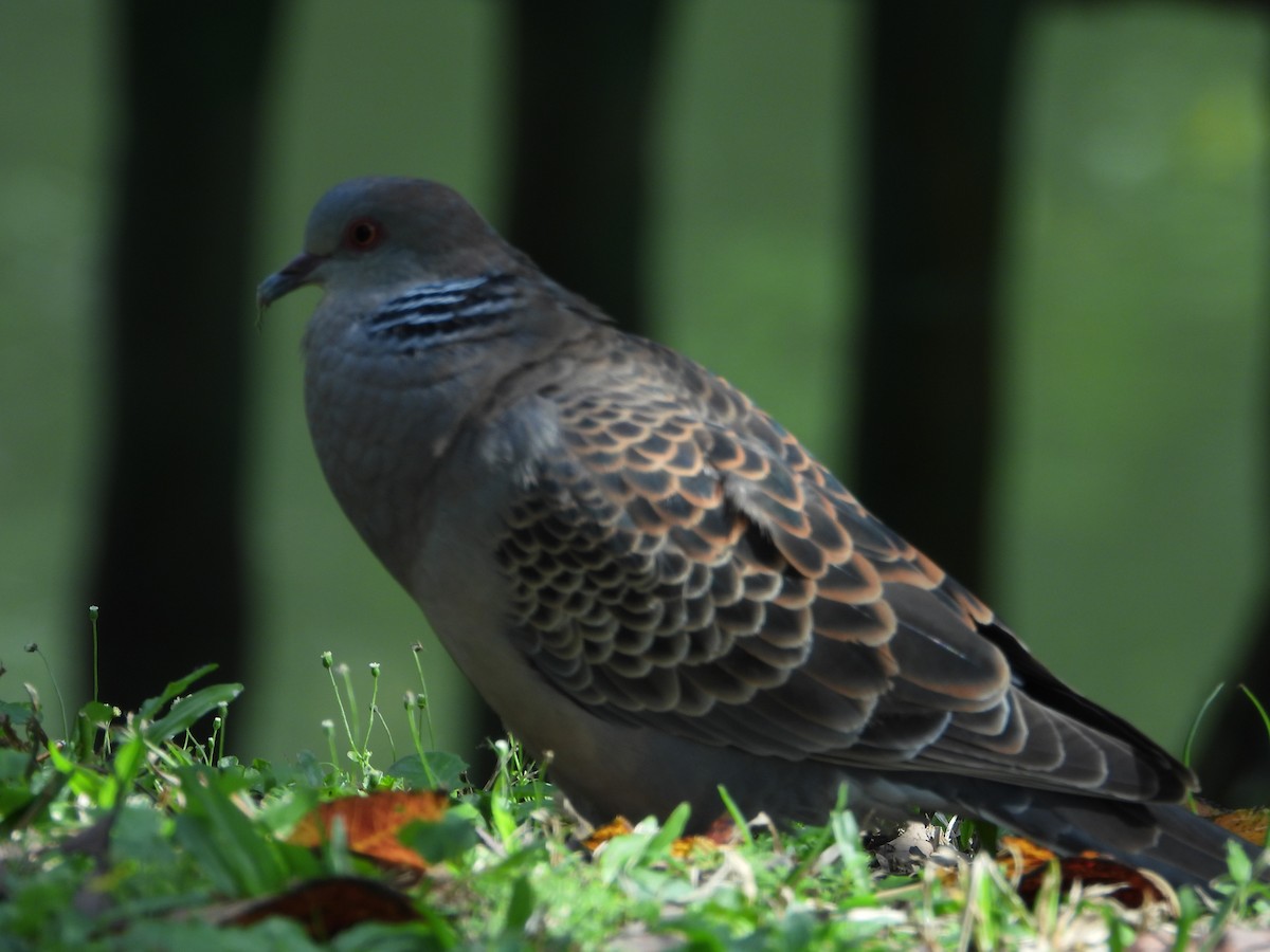 Oriental Turtle-Dove - ML646677986