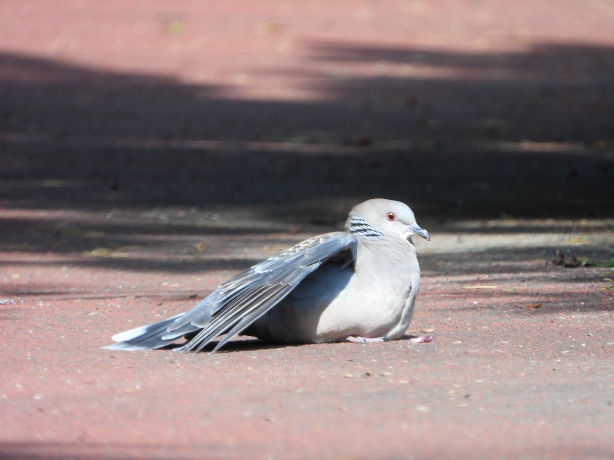 Oriental Turtle-Dove - ML646677987