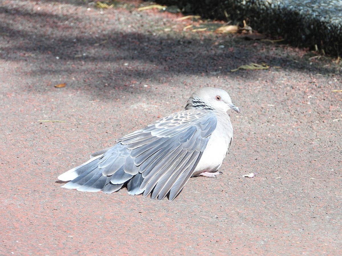 Oriental Turtle-Dove - ML646677988