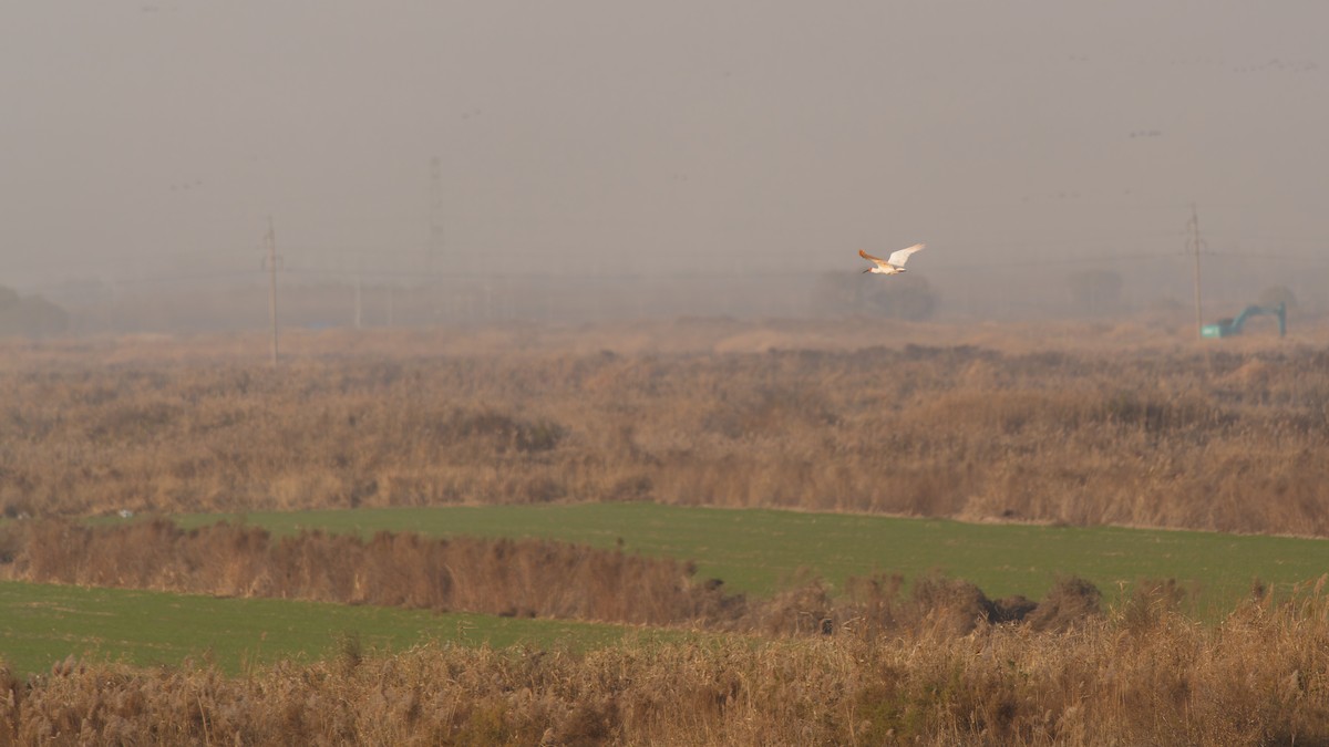 Crested Ibis - ML646677990