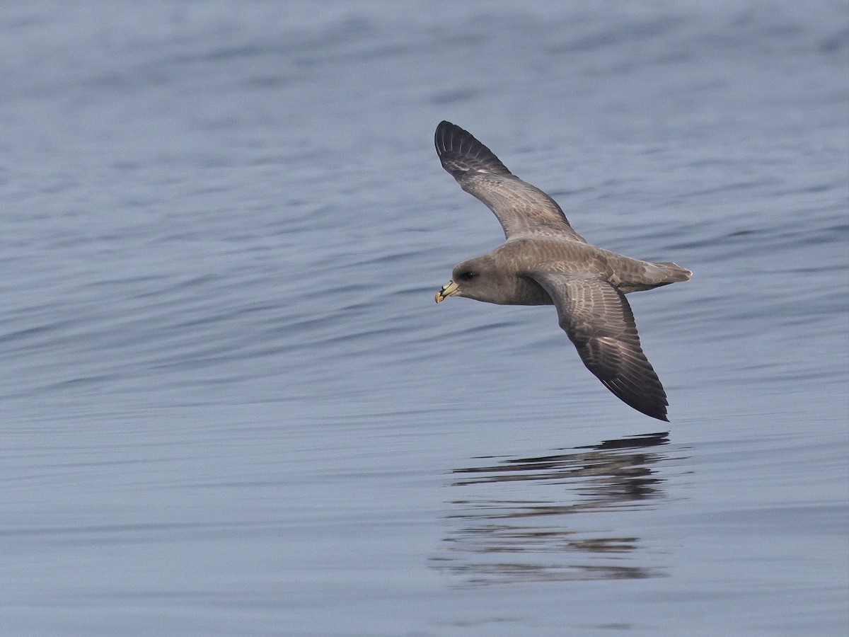 Fulmar boréal - ML646677991