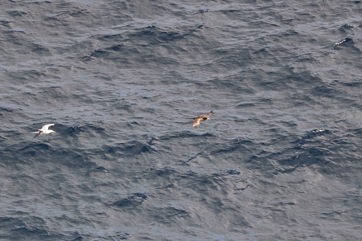 Brown Booby - ML646677997