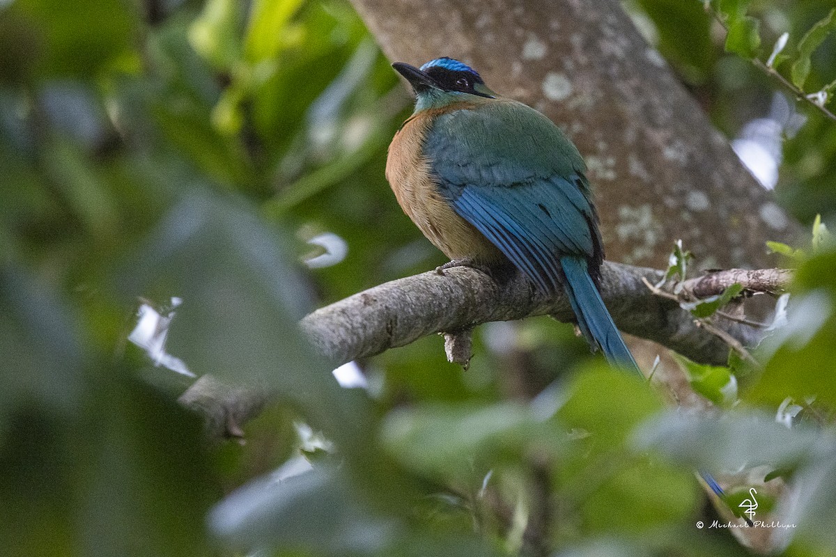 Lesson's Motmot - ML646678005