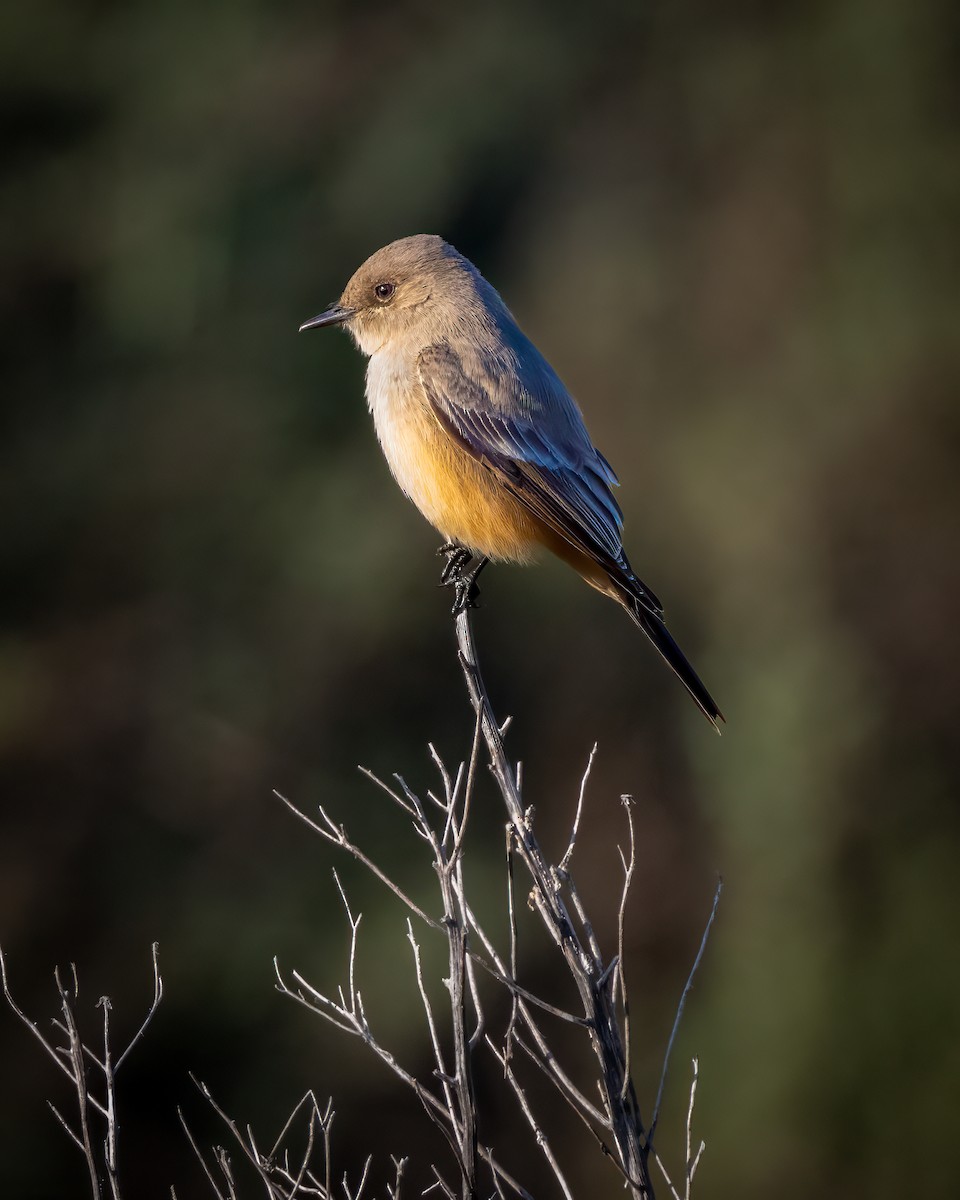 Say's Phoebe - ML646678012