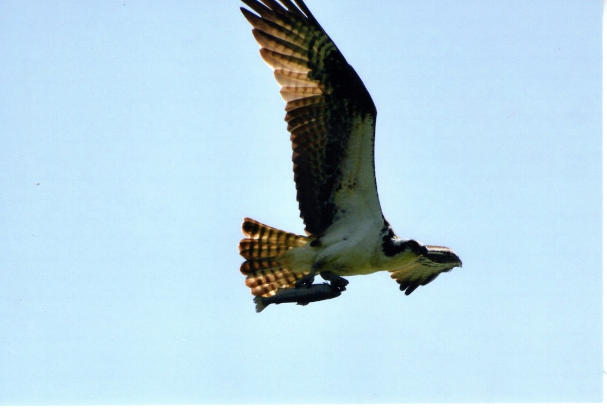 ミサゴ - ML646678013