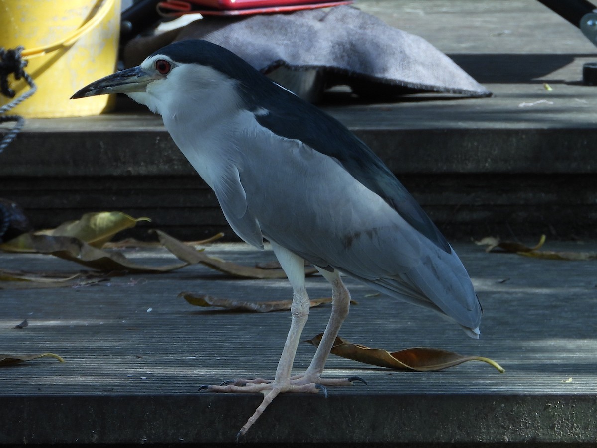 Black-crowned Night Heron - ML646678017