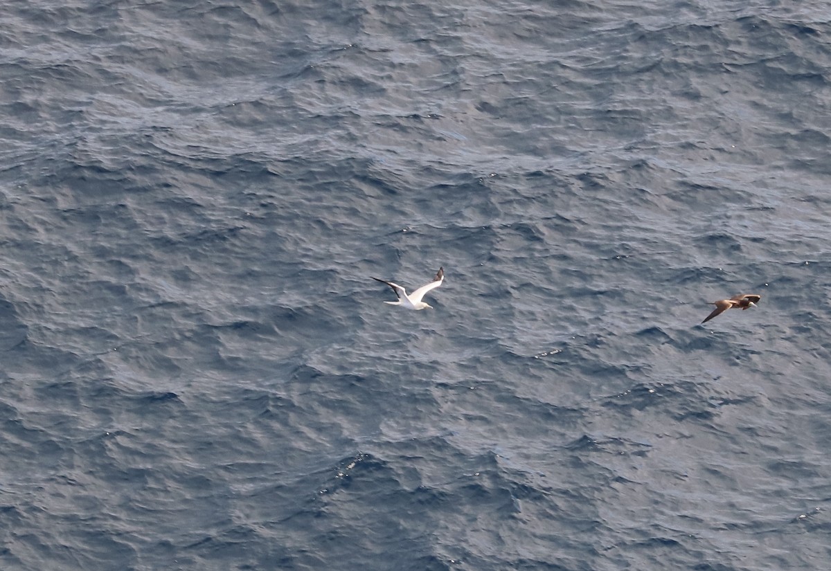 Red-footed Booby - ML646678018