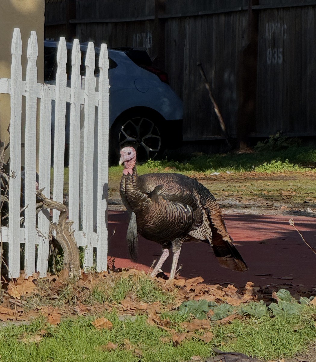 シチメンチョウ - ML646678019