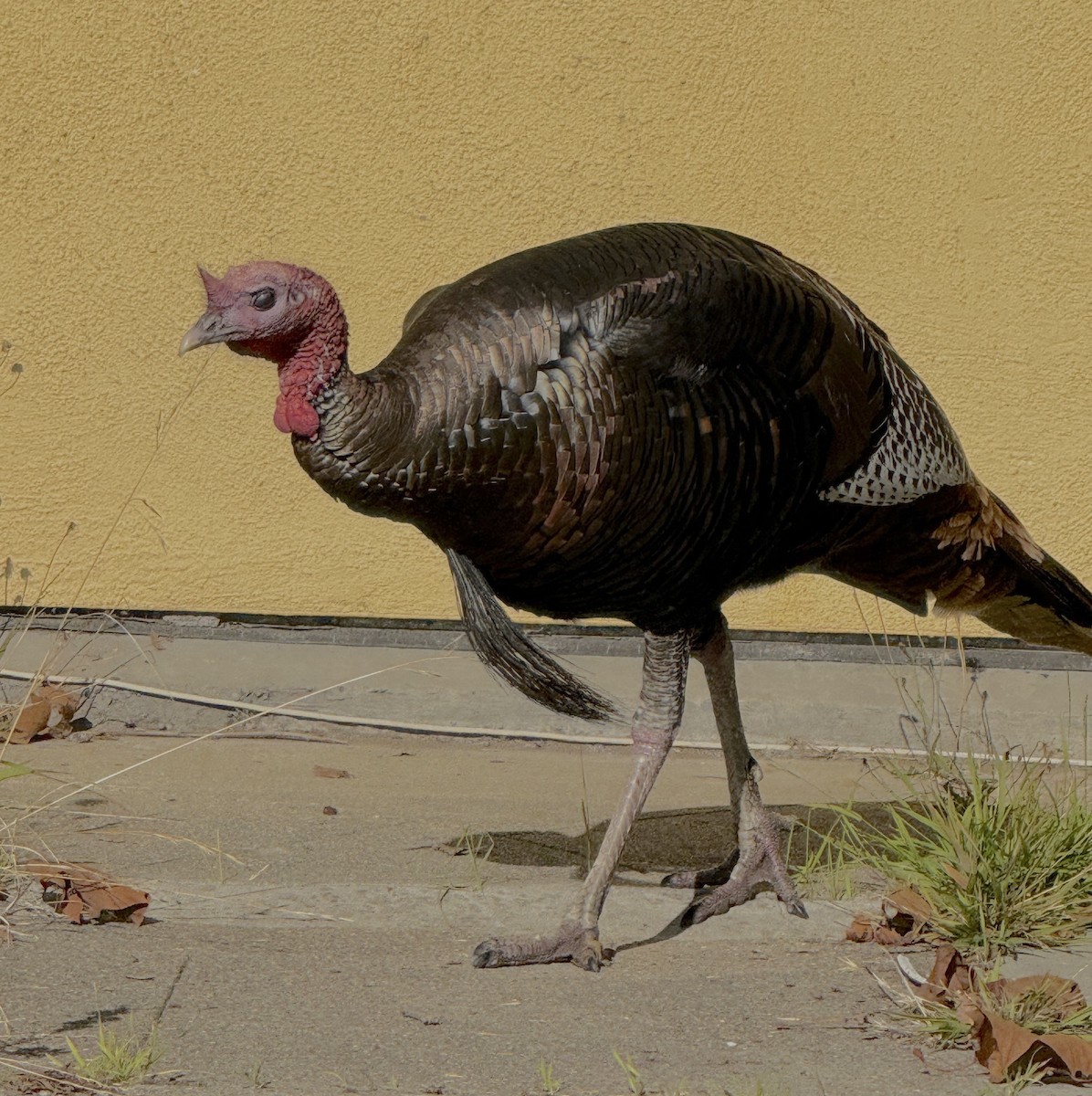 シチメンチョウ - ML646678020