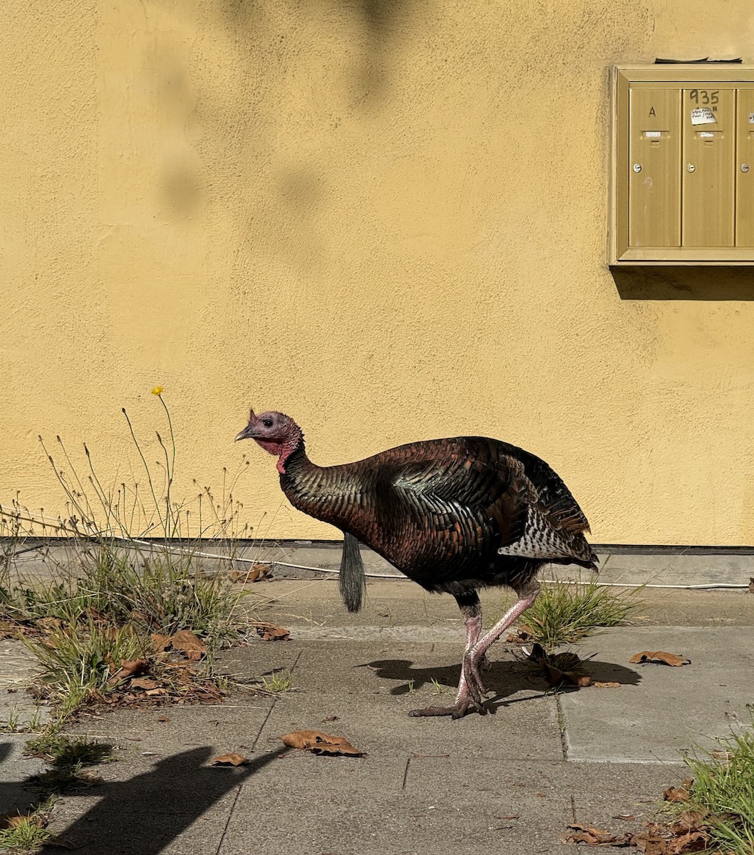 シチメンチョウ - ML646678022