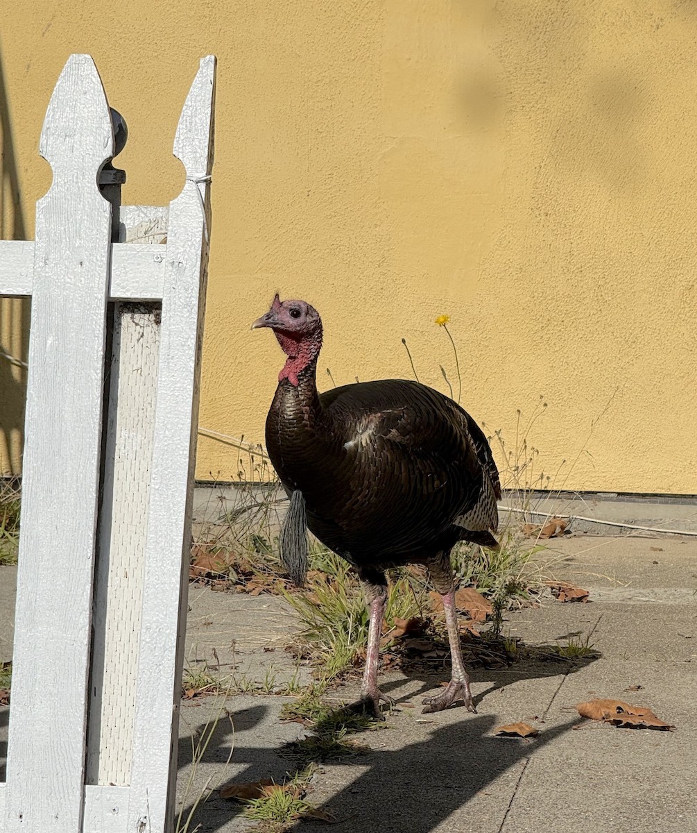 シチメンチョウ - ML646678031