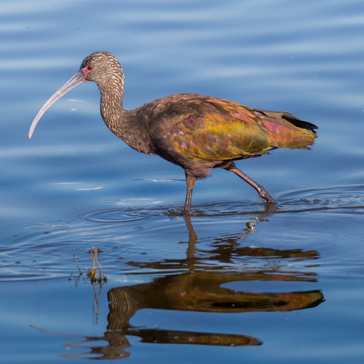 Beltzaran musuzuria - ML646678032