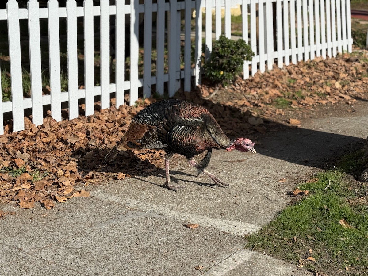 シチメンチョウ - ML646678033