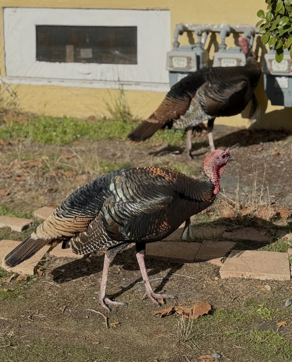 シチメンチョウ - ML646678036