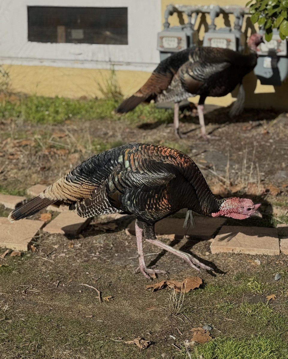 シチメンチョウ - ML646678037