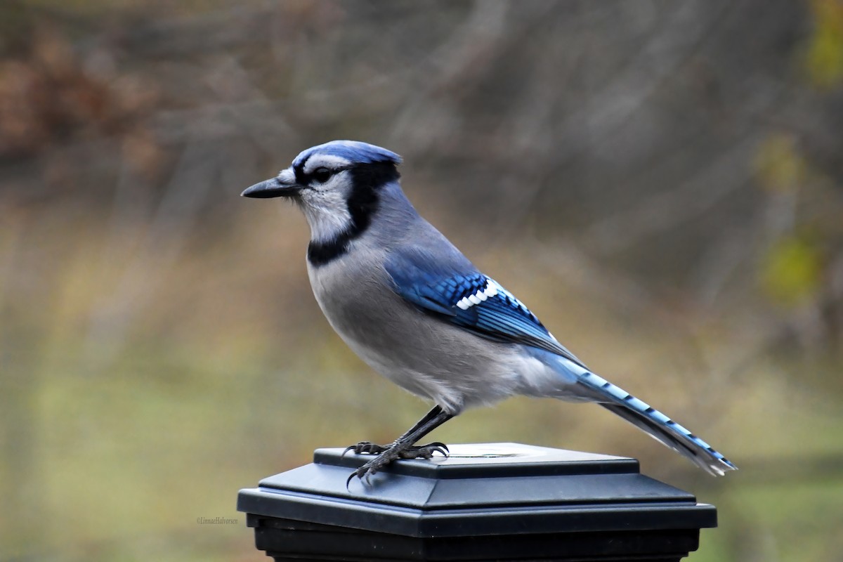 Geai bleu - ML646678038