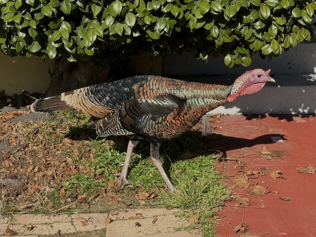 シチメンチョウ - ML646678039