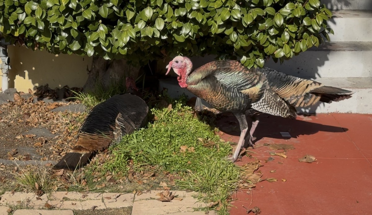 シチメンチョウ - ML646678040