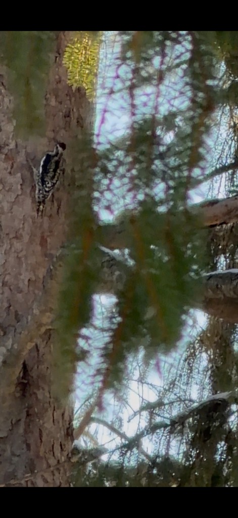 Yellow-bellied Sapsucker - ML646678046