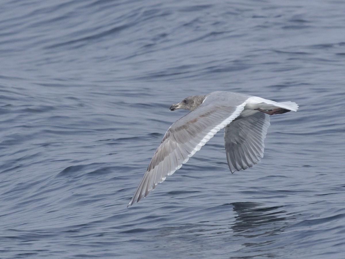 Goéland à ailes grises - ML646678047
