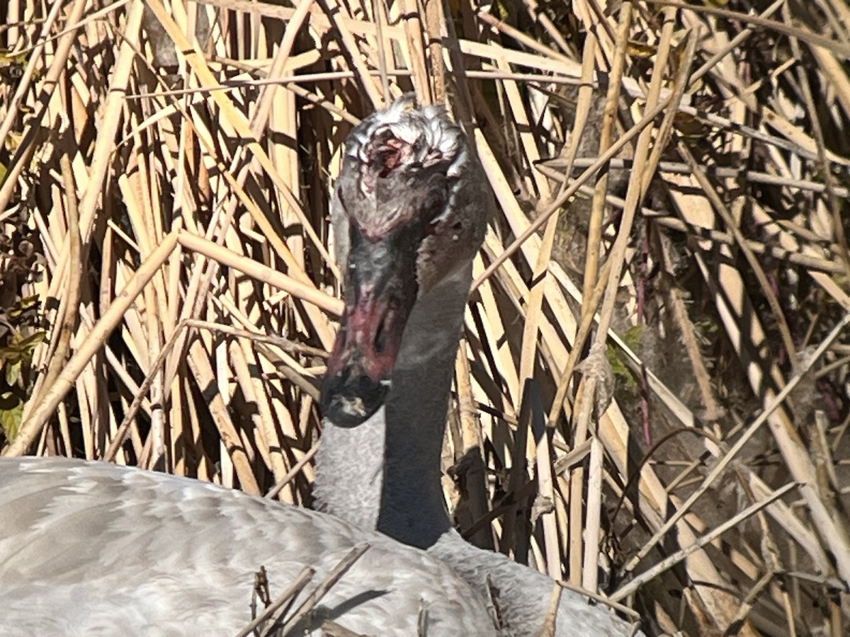 ברבור אמריקני - ML646678058