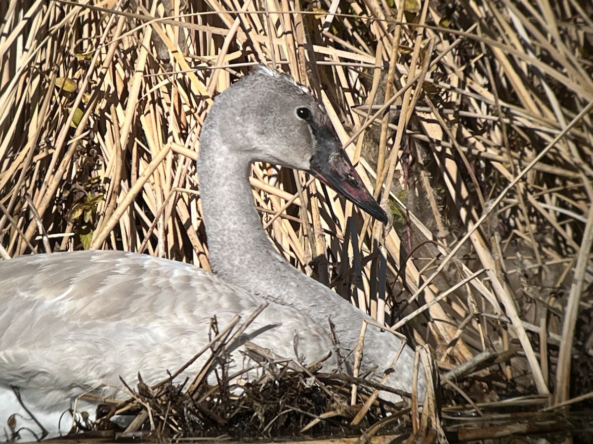ברבור אמריקני - ML646678060