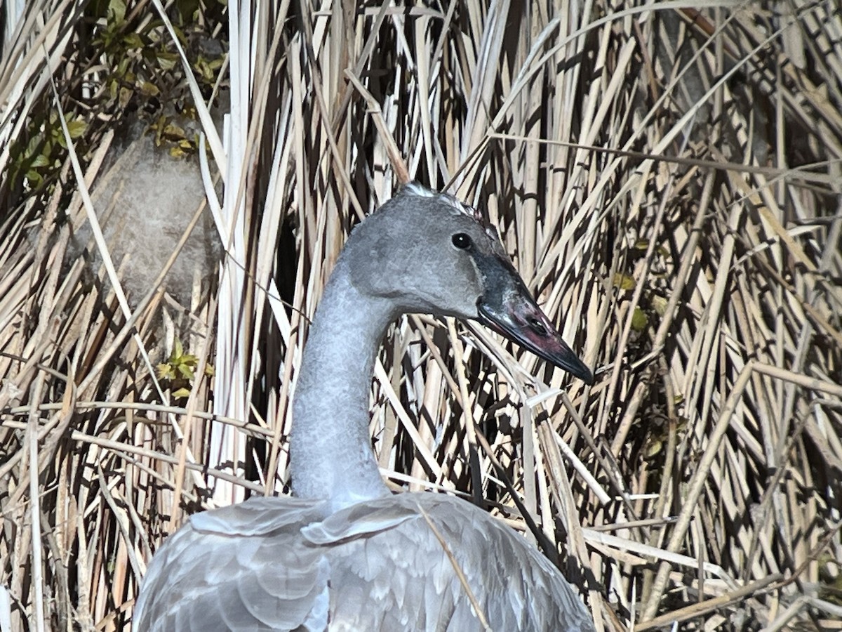 ברבור אמריקני - ML646678061