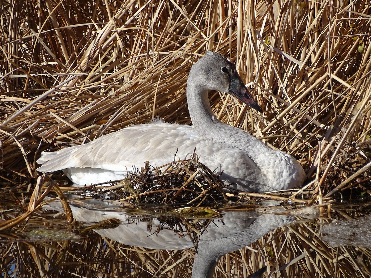 ברבור אמריקני - ML646678062