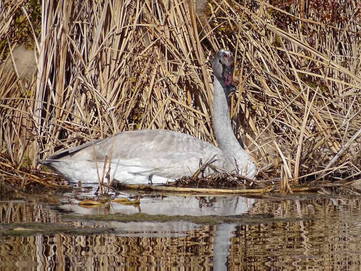 ברבור אמריקני - ML646678065