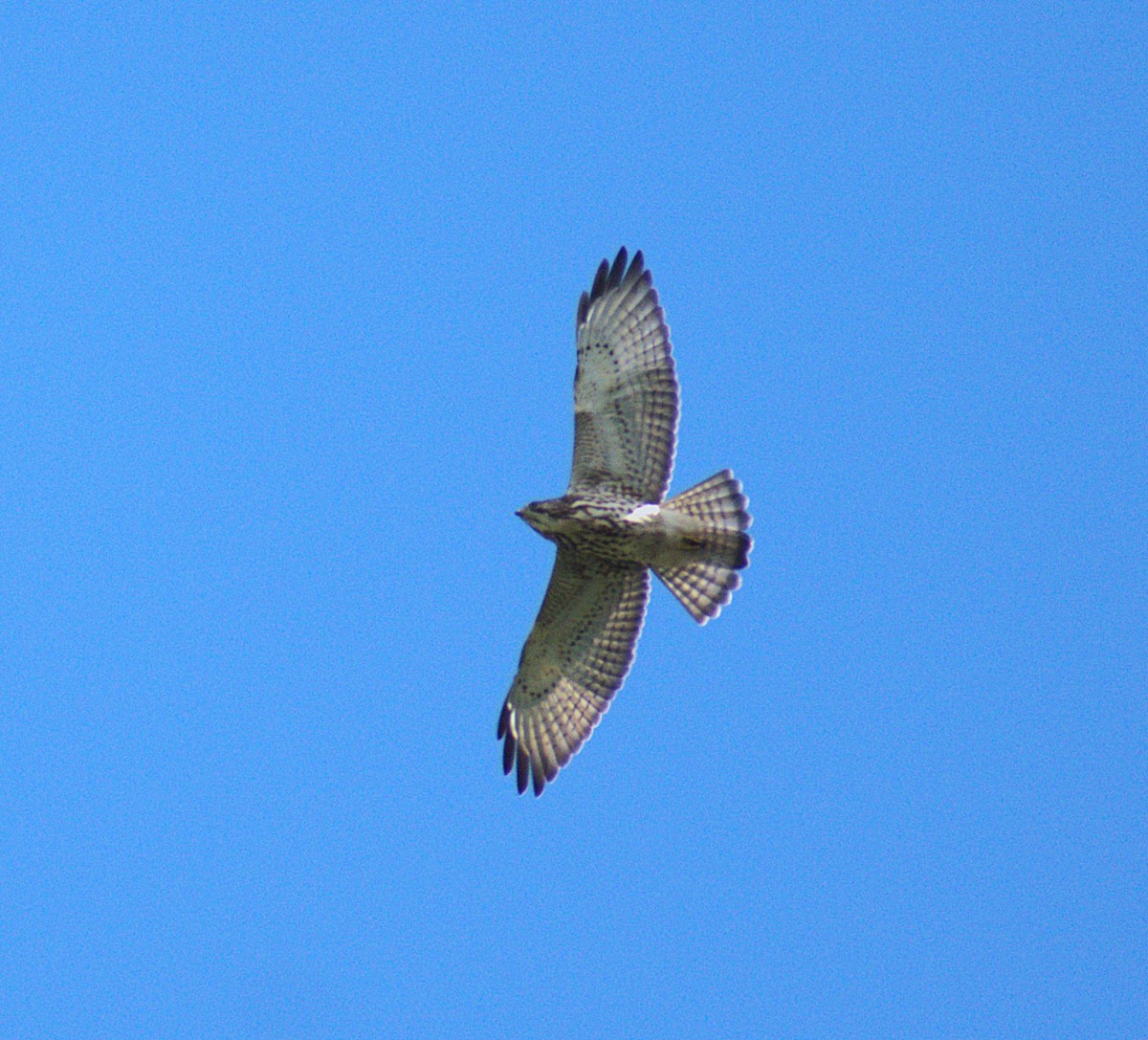 Broad-winged Hawk - ML646678066