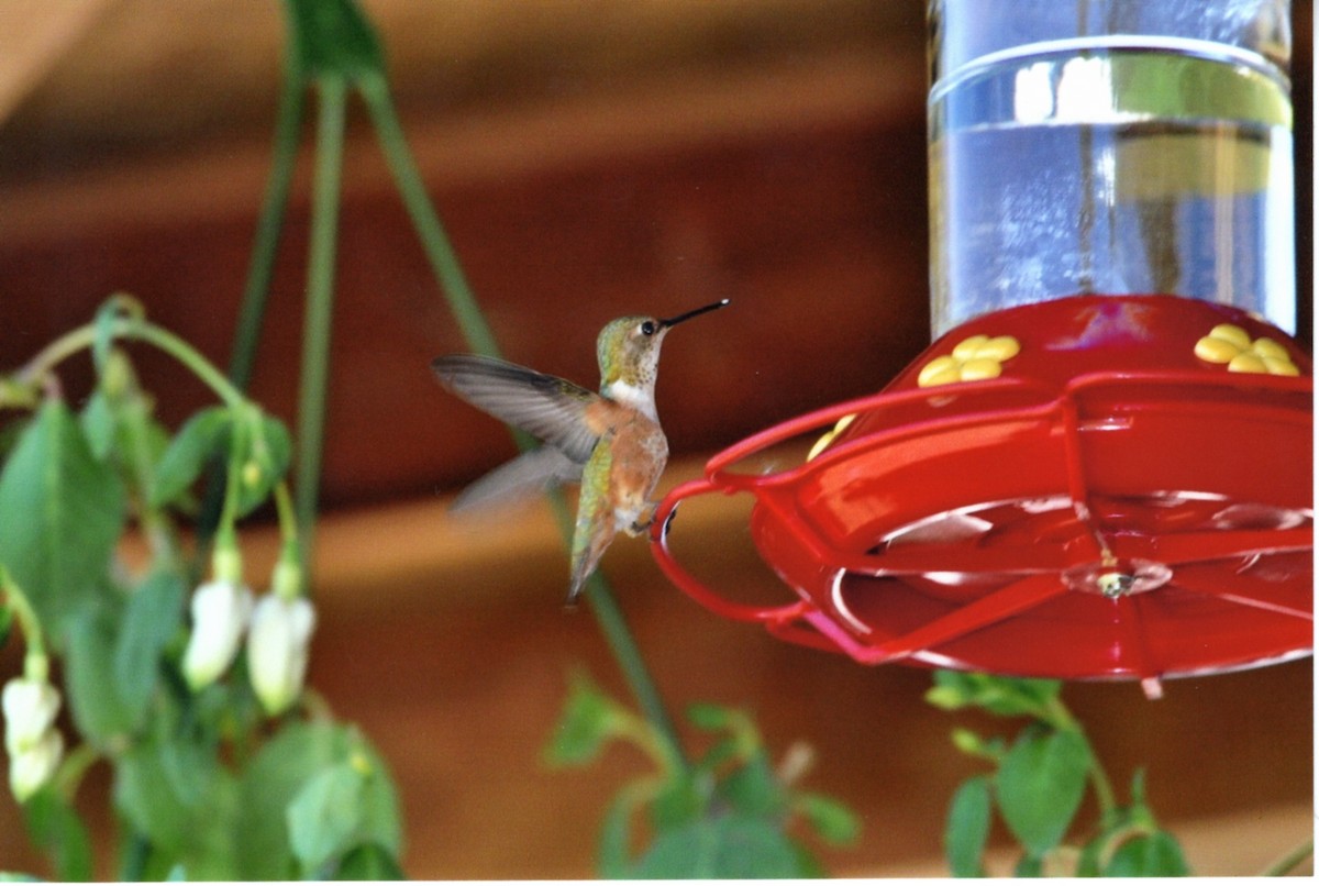 アカフトオハチドリ - ML646678067