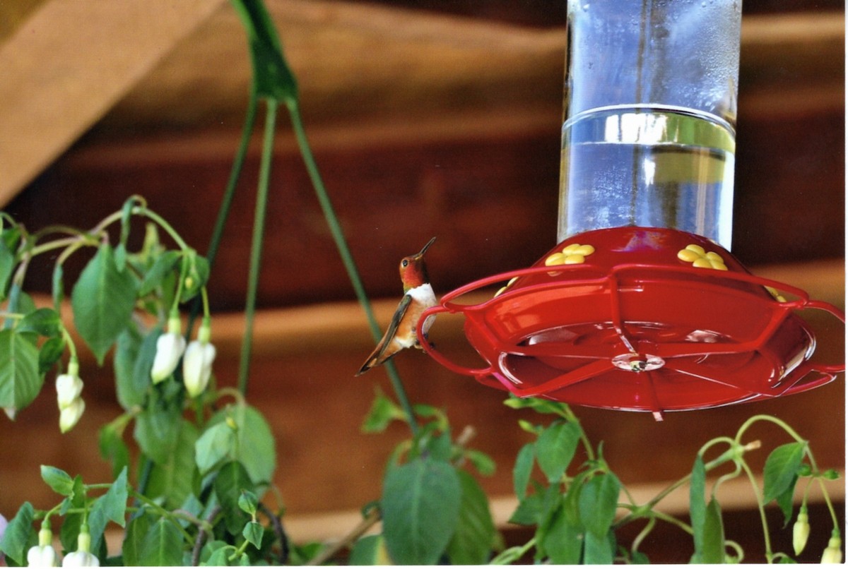 アカフトオハチドリ - ML646678068