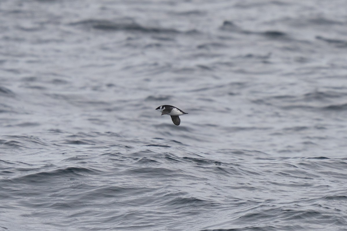 Küçük Alk - ML646678069