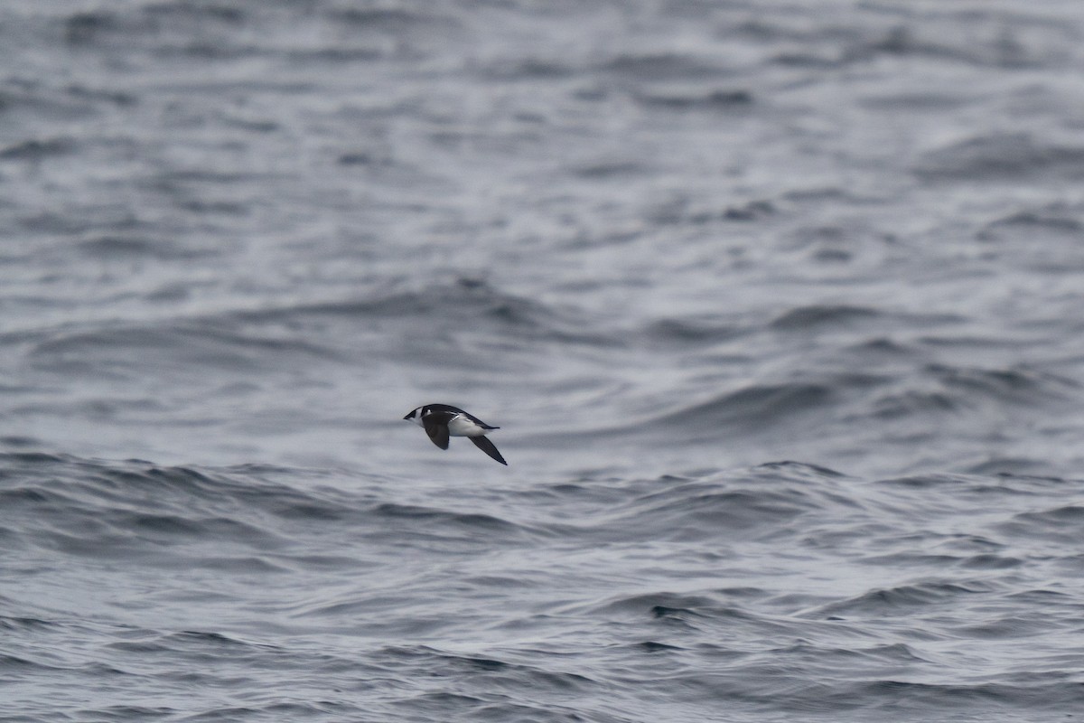 Küçük Alk - ML646678070