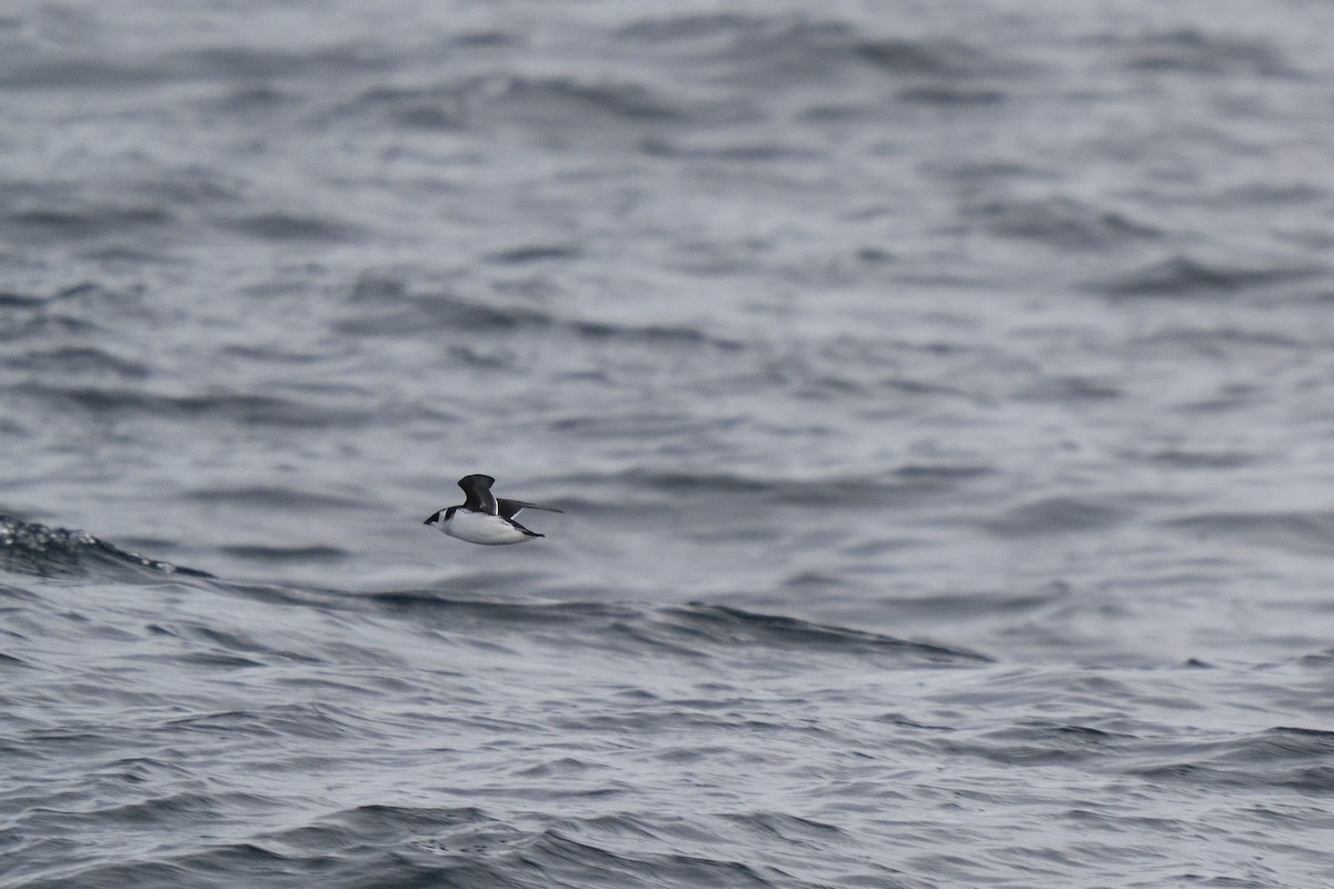 Küçük Alk - ML646678071