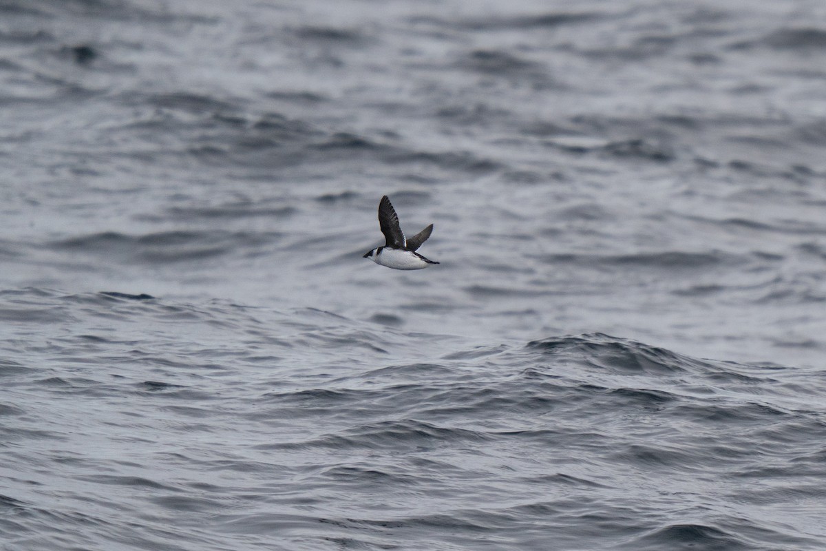 Küçük Alk - ML646678072