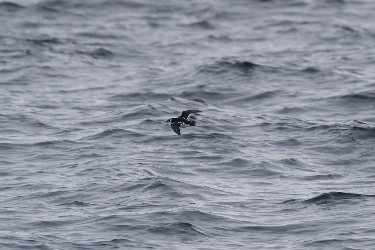 Küçük Alk - ML646678073