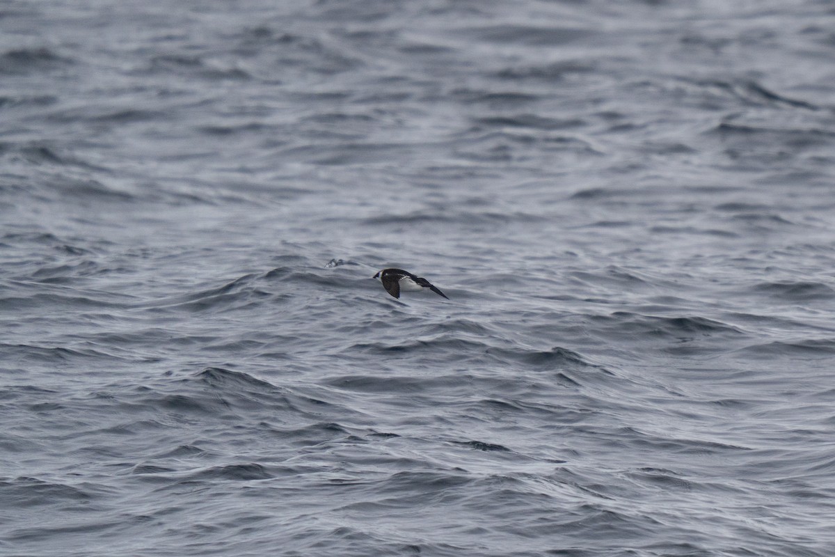 Küçük Alk - ML646678074