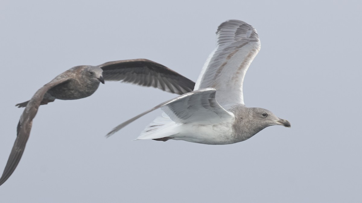 Goéland à ailes grises - ML646678075