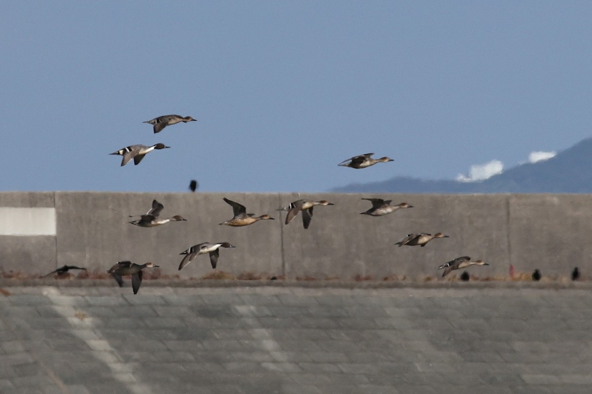 Northern Pintail - ML646678076