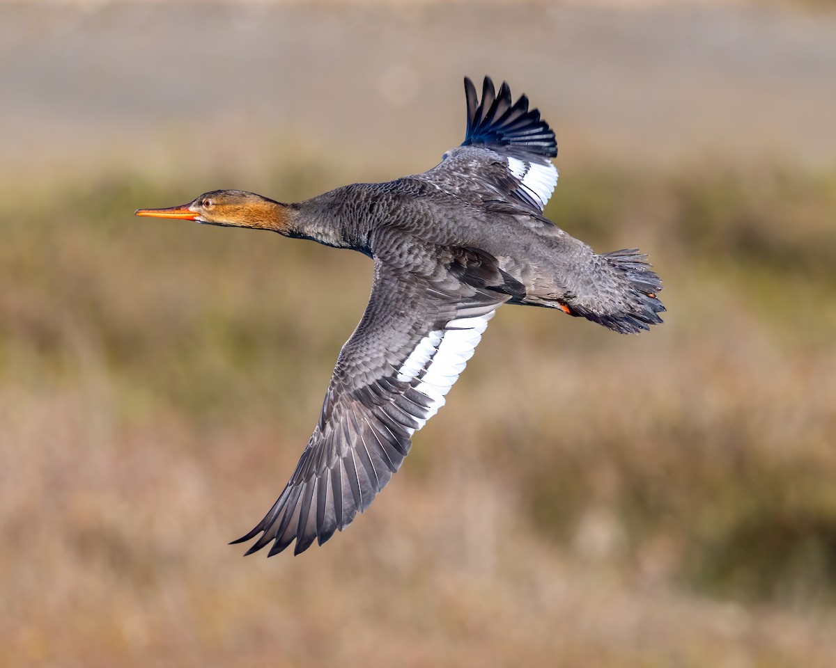 Zerra ertaina - ML646678078