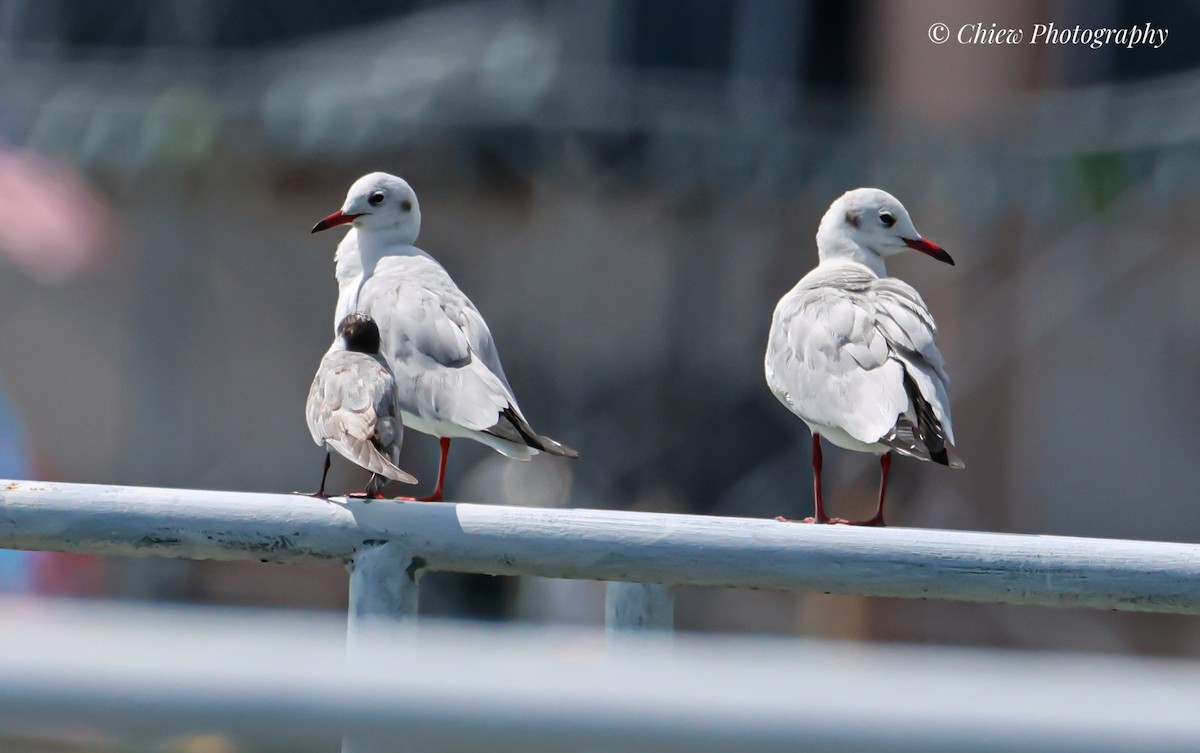 hettemåke - ML646678079