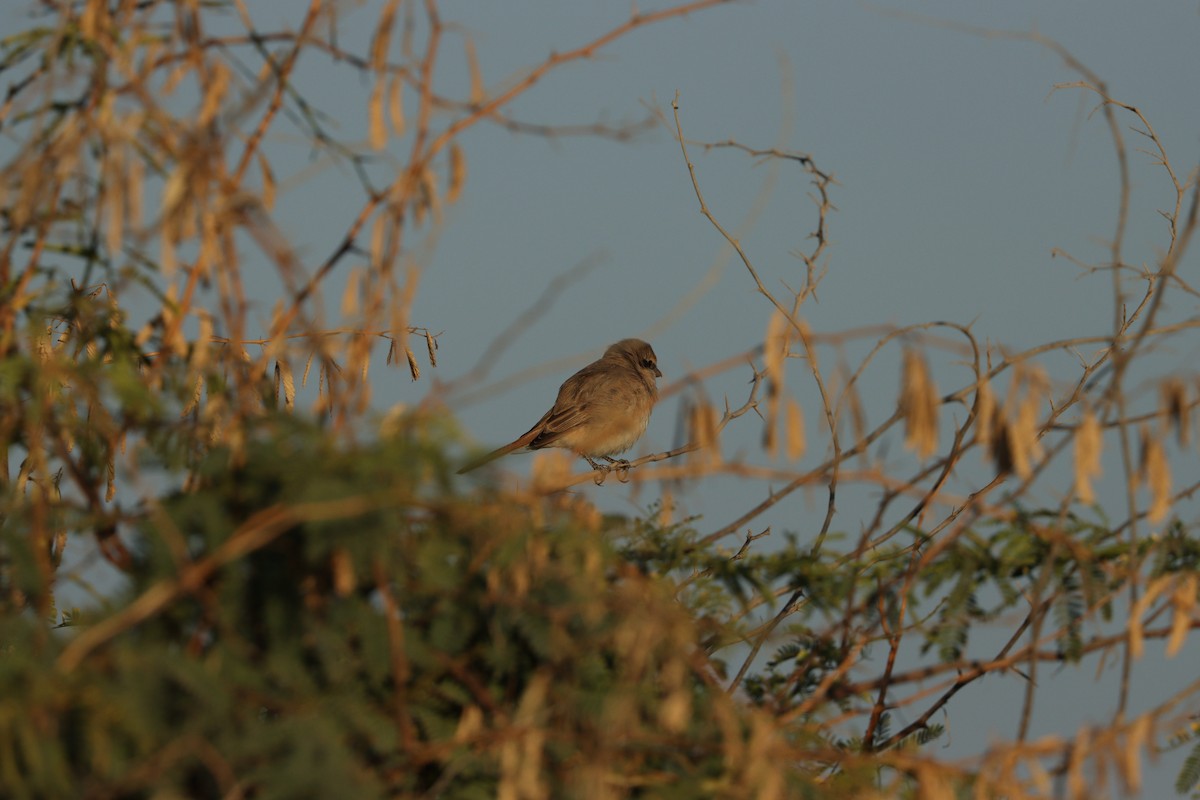 Alcaudón Isabel - ML646678080