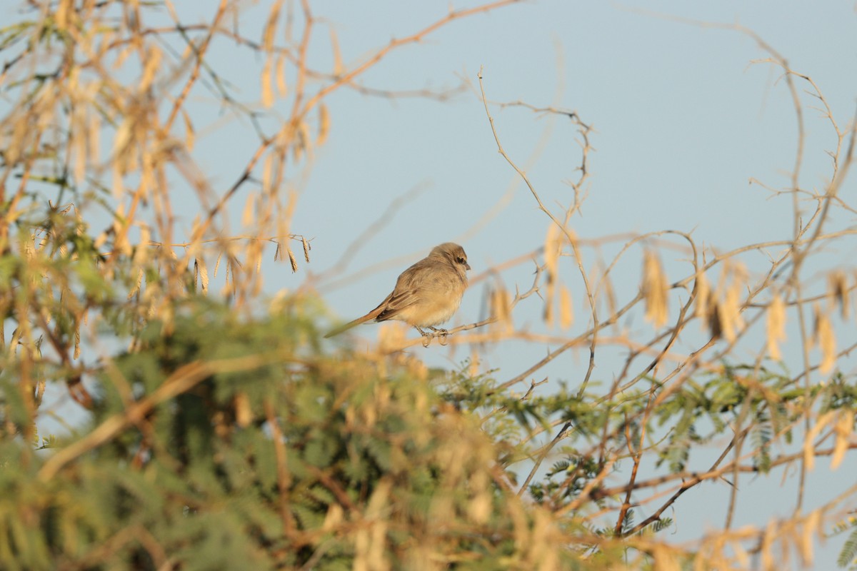 Alcaudón Isabel - ML646678081
