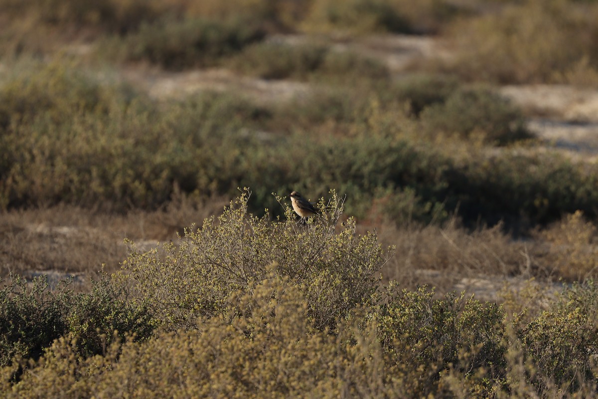 Isabelline Shrike - ML646678082