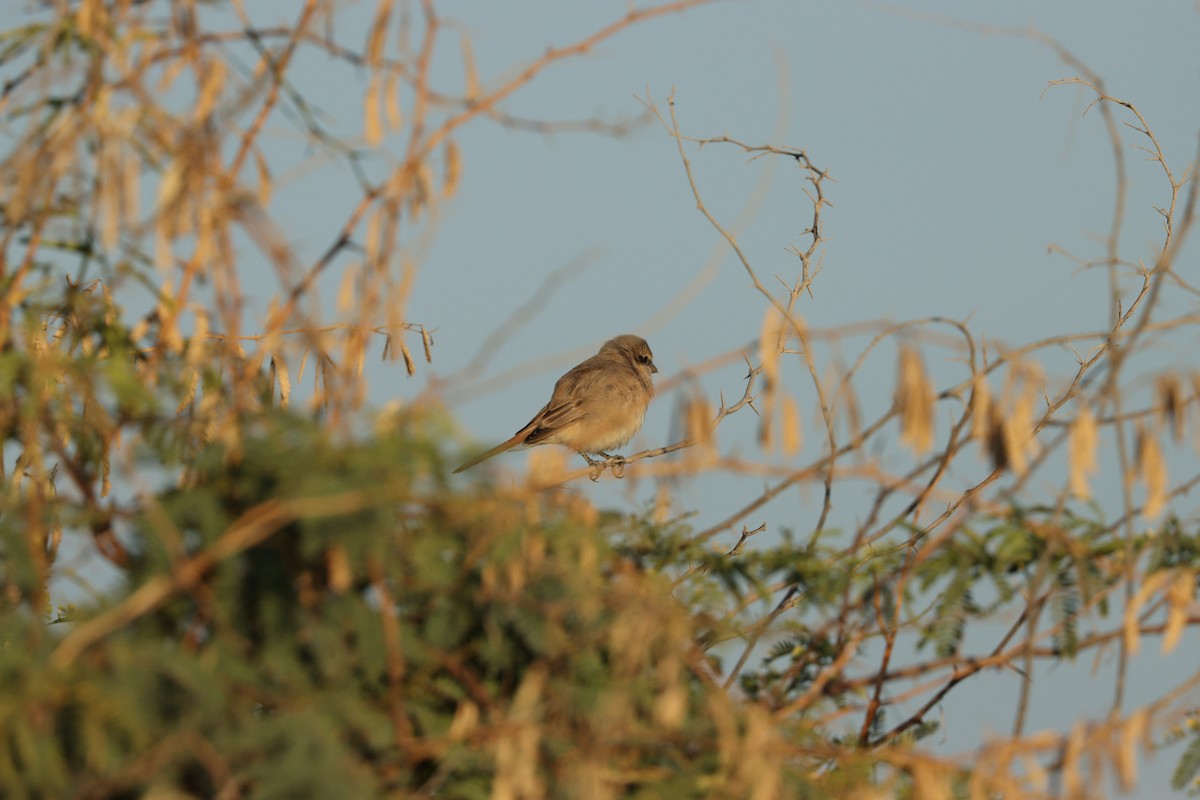 Alcaudón Isabel - ML646678084