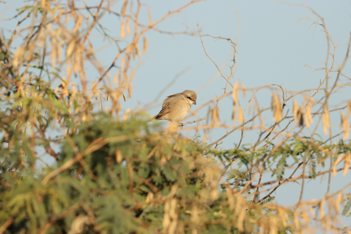 Isabelline Shrike - ML646678086