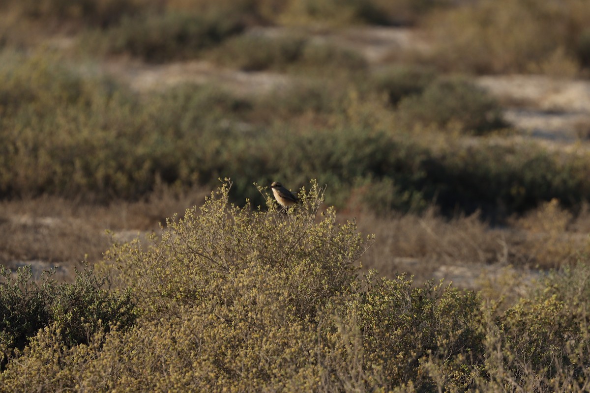 Isabelline Shrike - ML646678087